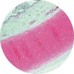 Prepared Microscope Slide - Bronchus T.S.