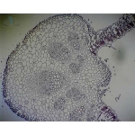 Prepared Microscope Slide - Sunflower (Helianthus) Leaf T.S.