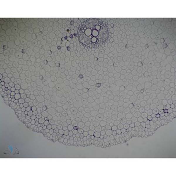 Prepared Microscope Slide - Buttercup (Ranunculus) Mature Root T.S.