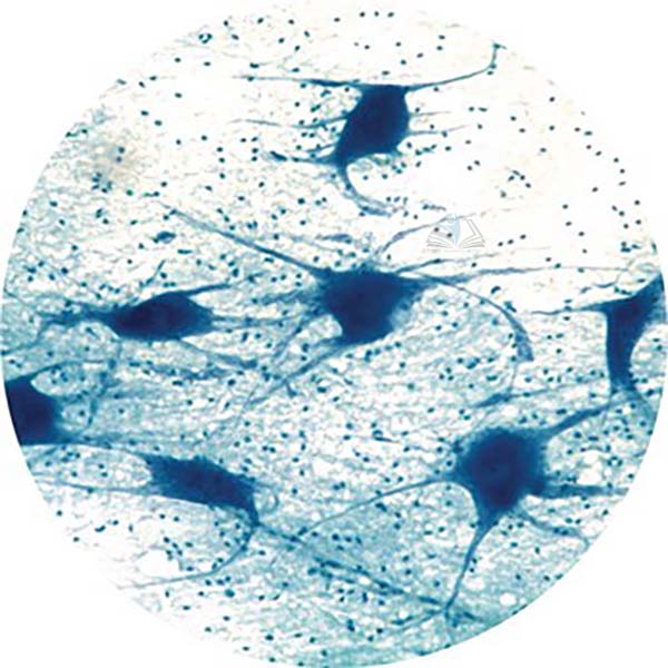 Prepared Microscope Slide - Peripheral Nerve L.S.
