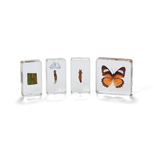 Butterfly Life Cycle
