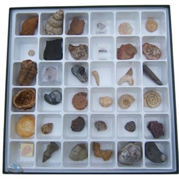 Advanced Fossil Set