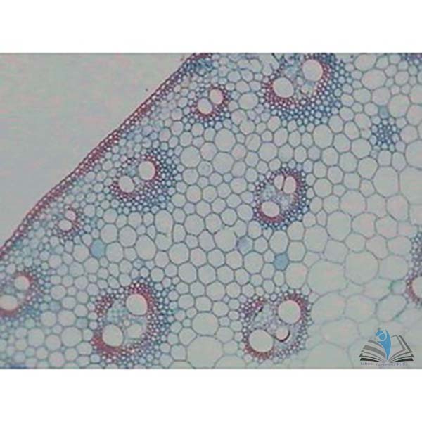 Prepared Microscope Slide - Leaf Crassulacean Acid Metabolism T.S.