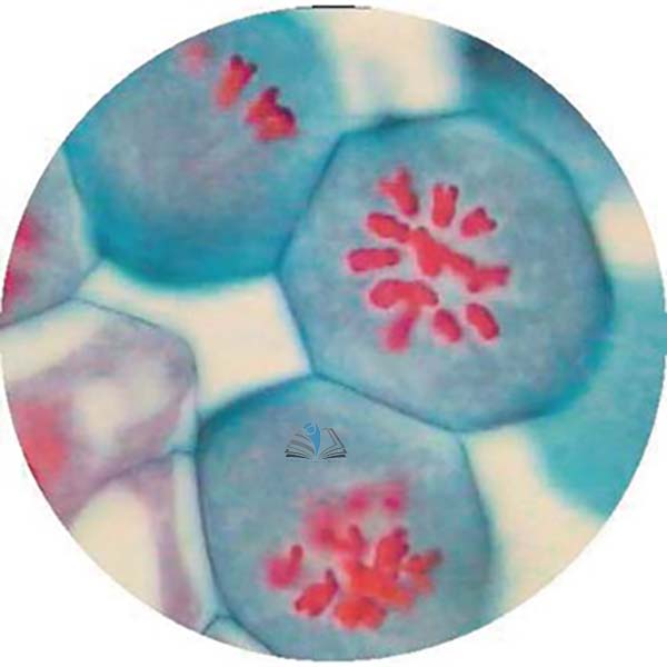 Prepared Microscope Slide - Lily (Lilium regale) Anthers T.S. - Late Prophase