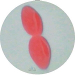 Prepared Microscope Slide - Paramecium caudatum in Conjugation W.M.