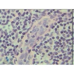 Prepared Microscope Slide - Tongue V.S.