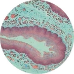 Prepared Microscope Slide - Fundic Stomach T.S.