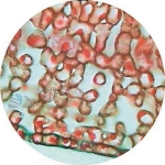 Prepared Microscope Slide - French Bean (Phaseolus) Leaf T.S