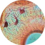 Prepared Microscope Slide - Bladder Transitional Epithelium