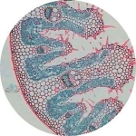 Prepared Microscope Slide - Monocot and Dicot Root Comparison Slide