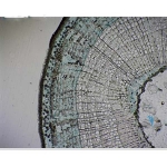 Prepared Microscope Slide - Lime (Tilia) Mature Stem T.S.