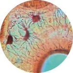Prepared Microscope Slide - Tendon White Fibrous Connective Tissue L.S.