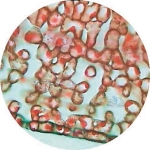 Prepared Microscope Slide - Beech (Fagus) Leaf - Sun and Shade Sections
