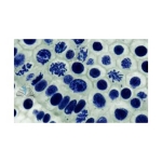 Prepared Microscope Slide Set - Mitosis and Meiosis Set 2