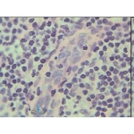 Prepared Microscope Slide - Human Thyroid Section