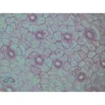 Prepared Microscope Slide Set - Plant Structure Angiosperms KIT