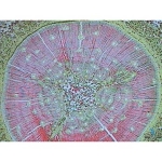Prepared Microscope Slide - Pine (Pinus) Stem T.S.