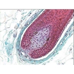 Prepared Microscope Slide - Human Plantar Skin V.S.