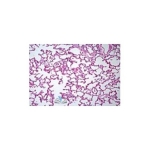 Prepared Microscope Slide Set - Human Anatomy
