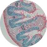 Prepared Microscope Slide - Maize (Zea mays) Leaf T.S.