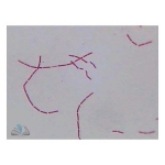 Prepared Microscope Slide - Bacillus megatherium W.M.