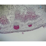 Prepared Microscope Slide - Sunflower (Helianthus) Stem T.S. and L.S.