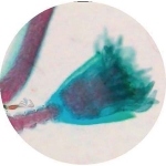 Prepared Microscope Slide - Hydra W.M.