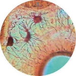 Prepared Microscope Slide - Mammal Yellow Elastic Cartilage Section