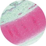 Prepared Microscope Slide - Trachea