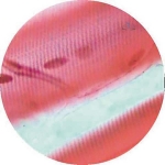 Prepared Microscope Slide - Human Cardiac Muscle Section