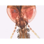 Prepared Microscope Slide - Mosquito (Anopheles) Female Adult W.M.