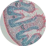 Prepared Microscope Slide - Mesophytic, Hydrophytic and Xerophytic Leaf Comparison Slide