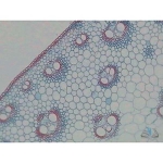 Prepared Microscope Slide - Pondweed (Potamogeton - Hydrophyte) Stem T.S.