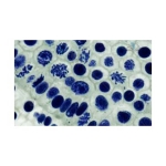 Prepared Microscope Slide Set - Mitosis and Meiosis Set 1