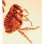 Prepared Microscope Slide - Mites W.M.