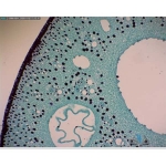 Prepared Microscope Slide - Water Lily (Nymphaea) Leaf T.S.